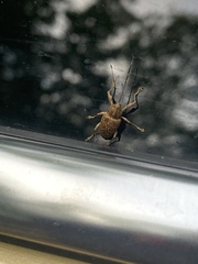 Curculio proboscideus