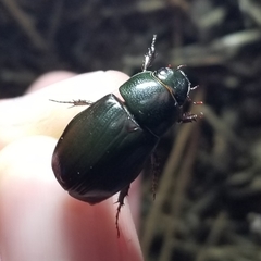 Dyscinetus morator
