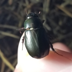 Dyscinetus morator