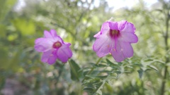 Mirabilis glabrifolia
