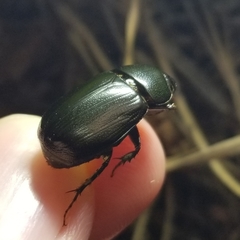 Dyscinetus morator