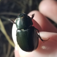 Dyscinetus morator
