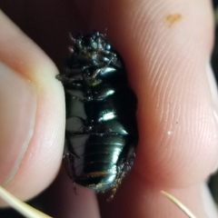 Dyscinetus morator