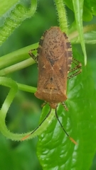 Anasa repetita