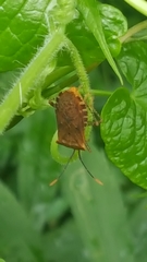 Anasa repetita