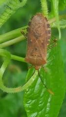 Anasa repetita