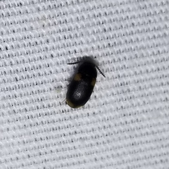 Mycetophagus serrulatus
