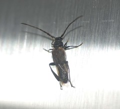 Psephactus remiger