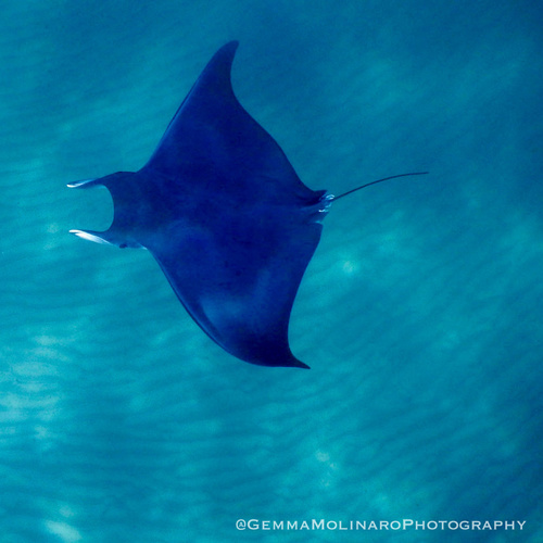 Longhorned Pygmy Devil Ray
