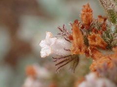 Eriodictyon traskiae