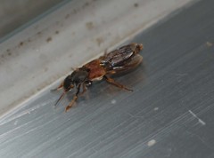 Platydracus brevicornis