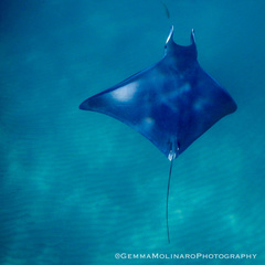 Mobula eregoodoo