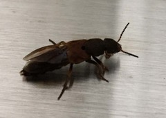 Platydracus brevicornis