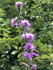 Liatris aspera