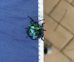 Poecilocoris splendidulus