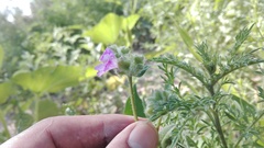 Mirabilis glabrifolia