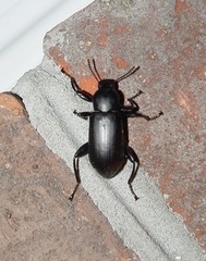 Merinus laevis