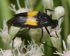 Macrosiagon dimidiata