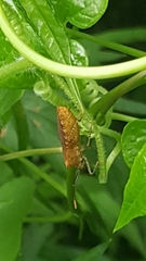 Anasa repetita