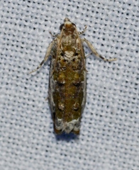 Proteoteras naracana