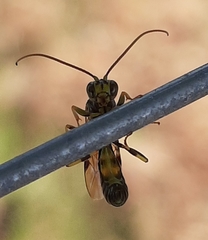 Exenterus amictorius