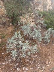 Eriodictyon traskiae