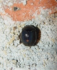 Germarostes globosus