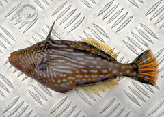 Meuschenia galii
