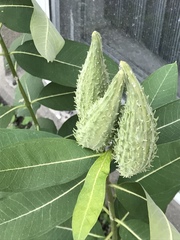 Asclepias syriaca