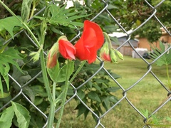 Ipomoea × multifida