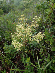 Stenanthium leimanthoides