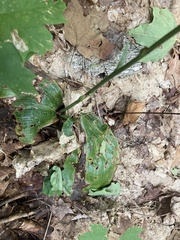 Platanthera orbiculata
