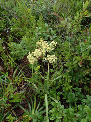 Stenanthium leimanthoides