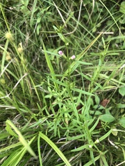 Agalinis neoscotica