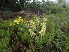 Stenanthium leimanthoides