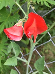 Ipomoea × multifida