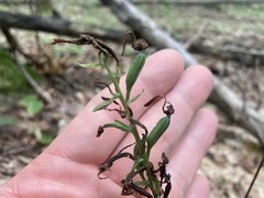 Platanthera orbiculata