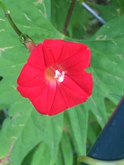 Ipomoea × multifida