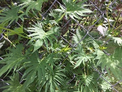 Ipomoea × multifida