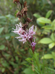Liatris helleri