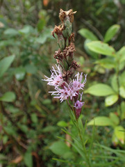 Liatris helleri