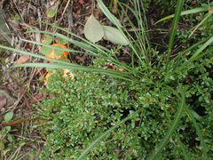 Liatris helleri