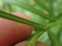 Liatris helleri