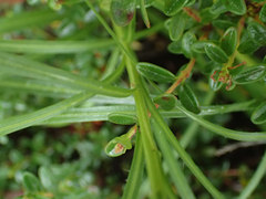 Liatris helleri