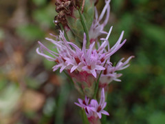 Liatris helleri