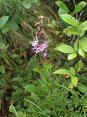 Liatris helleri