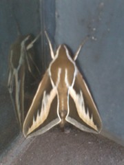 Hyles euphorbiarum