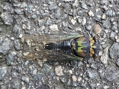 Neotibicen lyricen virescens