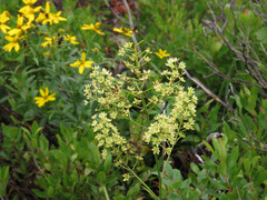 Stenanthium leimanthoides