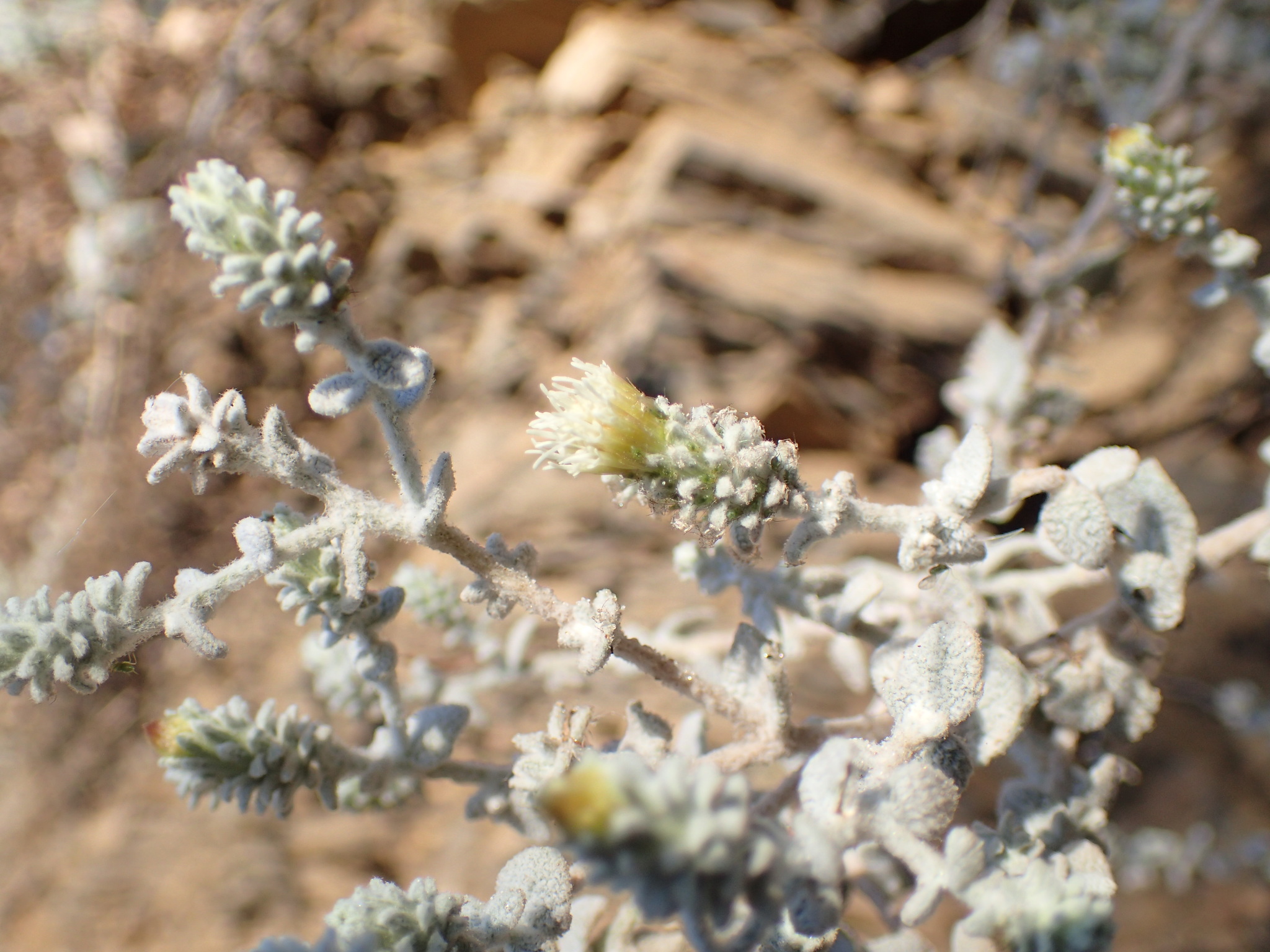 Brickellia nevinii